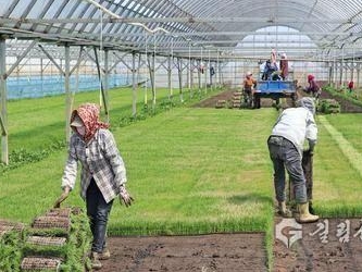 서란 75만무 논에 모내기 시작