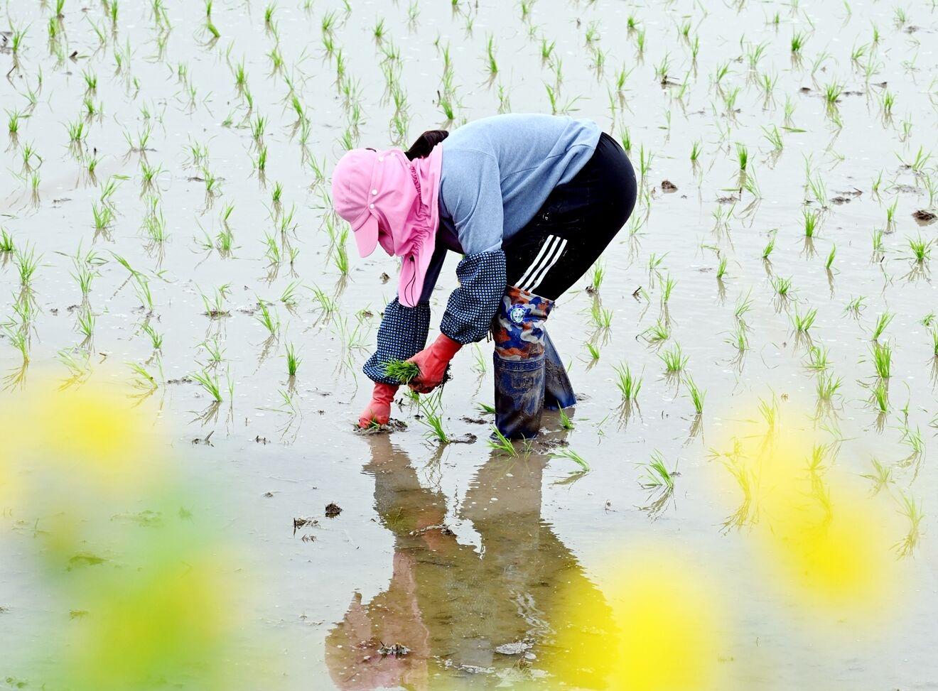 연길시 농촌, 아름다운 모내기 풍경