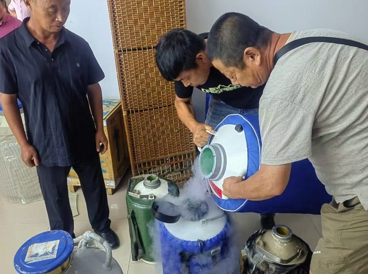 길림성 량질 고기소 랭동정액 보조 프로젝트, 량질 송아지 탄생