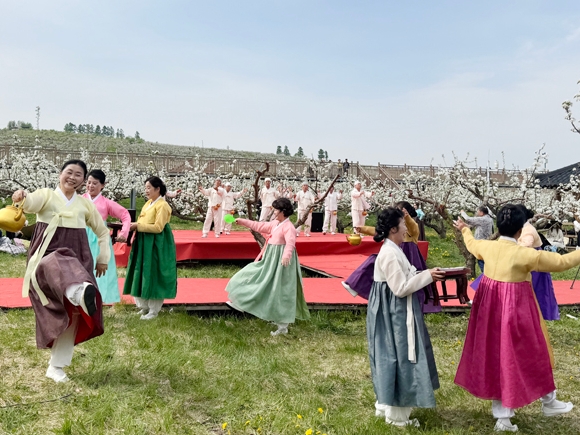 배꽃으로 물든 룡정만무과원, 축제의 장으로