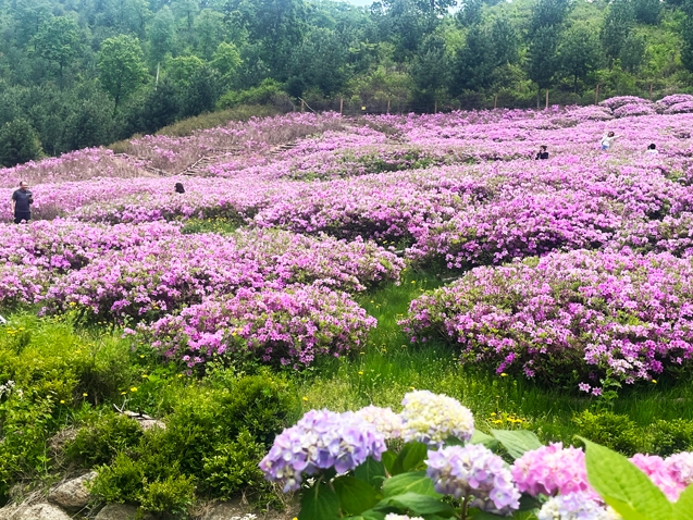 도문시 장안진 두견화 축제로 꽃물결 출렁
