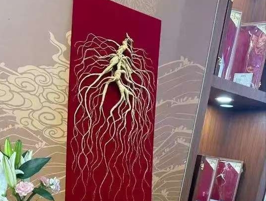 [장춘농업박람회]220년 산삼, 장춘농업박람회서 모습 드러내