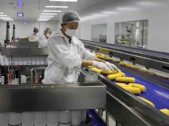 신선한 옥수수로 시장 진출과 일자리 제공 '두마리 토끼' 다 잡아