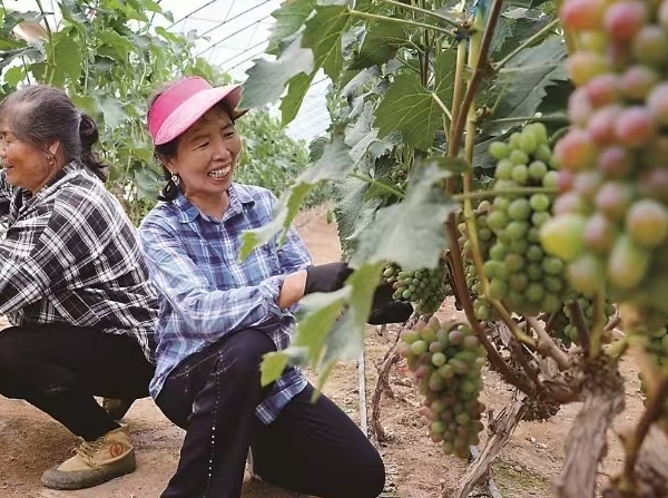 영길현 서양진 마안산촌, 포도산업 발전에 박차