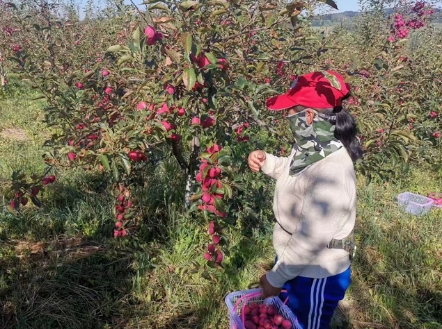 류하현 황금 들판에 수확의 기쁨 넘쳐