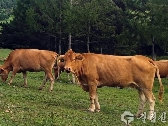 연변주 소사육산업 발전 활기 넘친다