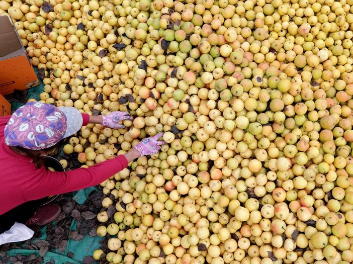 해성 특산 배… 명절 식탁에 달콤함 더해