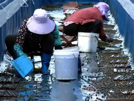 거마리 양식으로 년간 60만원 매출액 창출