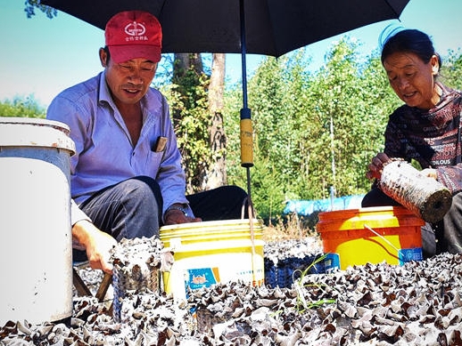 돈화 식용균 산업으로 향촌진흥에 일조