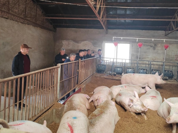 청결한 환경으로 양돈업의 '록색 혁명' 실현