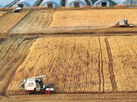 길림성 곡물 85% 수확…고품질 쌀, 전국 각지에 공급