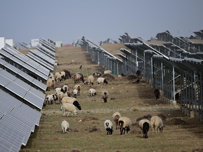 ​사막에서 양을? 청해성 ‘태양광+목축업’으로 생태 복원·소득 증대 실현