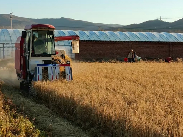 량곡 생산량 800억근의 비결은 흑토지 보호