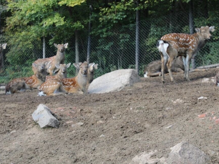 반석 조양산진, ‘사슴 울음이 부를 부르는 고장’