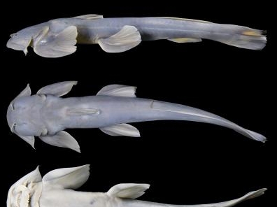 [과학] 서장, 동자개과 물고기 신종 발견