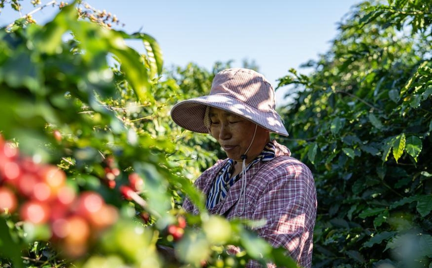 우리 나라 최대 커피 생산지 운남， ‘커피+관광’으로 지역 경제 활력 불러일으킨다