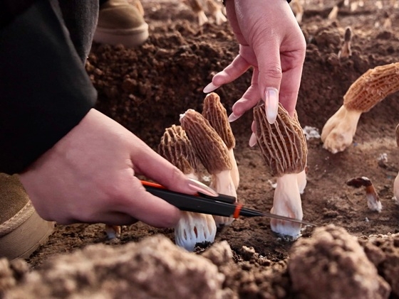휘남현, 겨울철 곰보버섯 재배로 농가 소득 증대