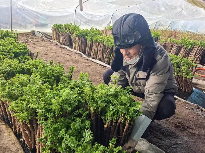 [새봄 기층 탐방] 루가조선족향 루가촌, 하우스경제로 촌민 소득 증대<br>