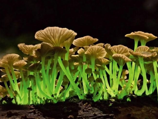 [과학] ‘지구의 청소부’ 발광 곰팡이, 그의 정체는?
