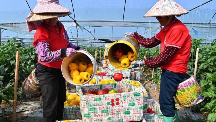 광서, 시설농업 발전 추진