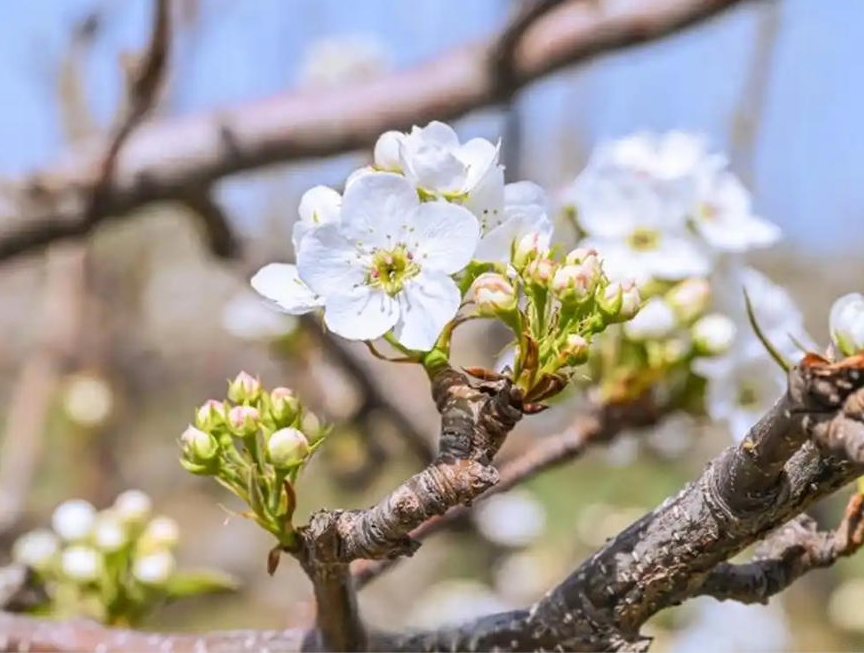 진달래꽃·살구꽃·배꽃…연변 다채로운 봄꽃 향연 곧