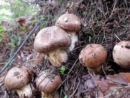 연길세관 정밀봉사로 민족특색 제품 수출 조력