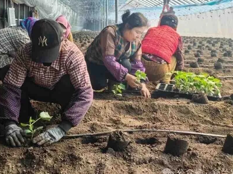 서량촌, 비닐하우스 경제로 치부의 길 걷다