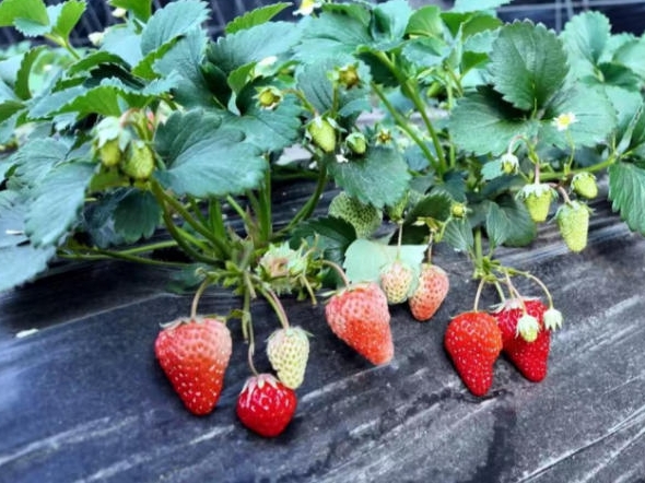 교하시, 시설 재배 혁신으로 소득 증가