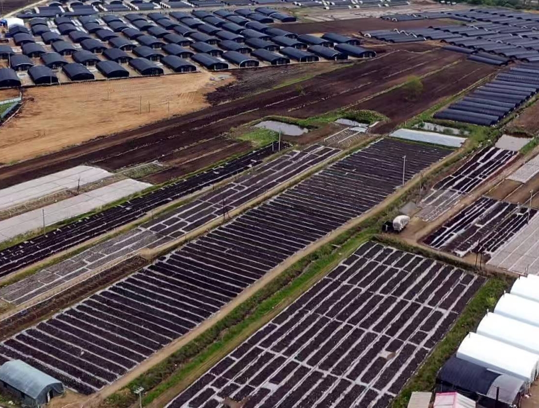 황송전진, 작은 목이버섯으로 큰 산업을 일구다