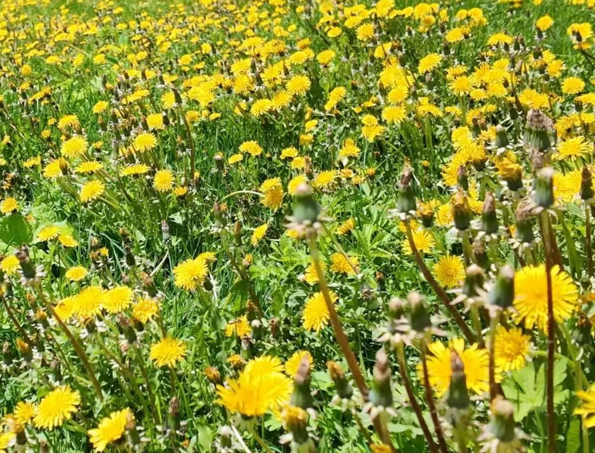 백석산 국가삼림공원 민들레 꽃밭 절정 맞이