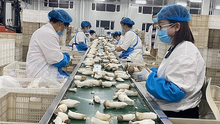 장백산기슭에 새겨진 눈부신 금빛 발자취