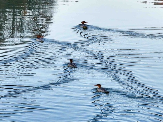 길림 생태보호의 ‘산증인’-장백산 중화추사오리