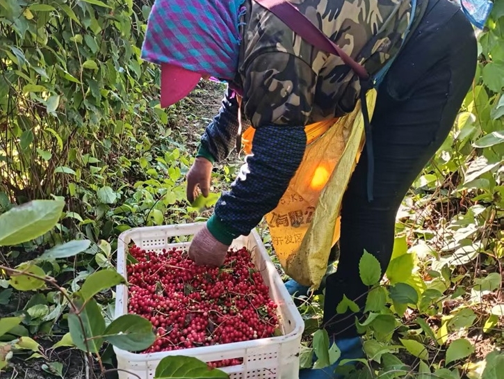 루가조선족향, 오미자산업으로 소득 증대