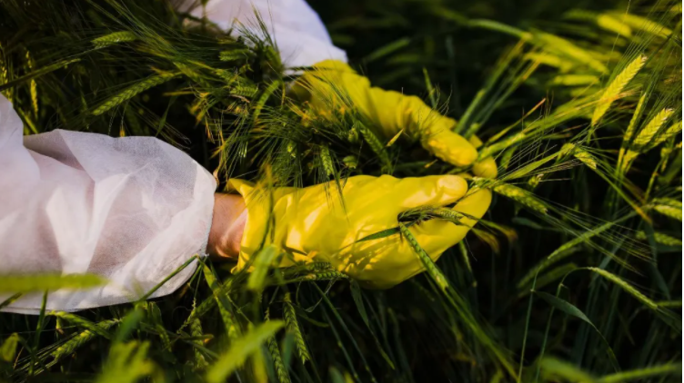 간첩 중국서 모본종자 불법 수집! 국가안전부 폭로