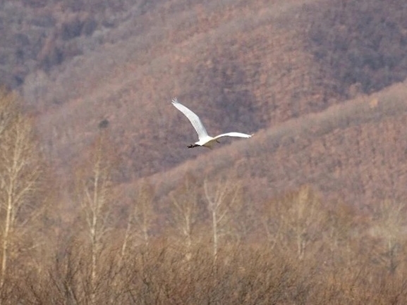 왕청, 가야하 강변에 희귀조류 백로 등장