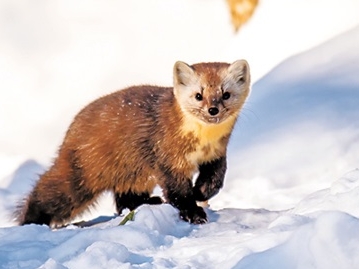 국가1급 야생동물 담비, 류하현에 등장