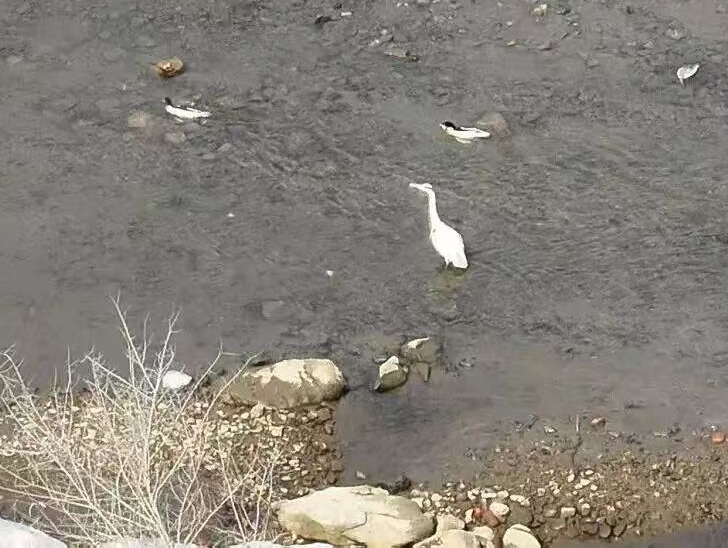 화전시,  중화추사오리의 귀환이 생태보호 성과를 립증