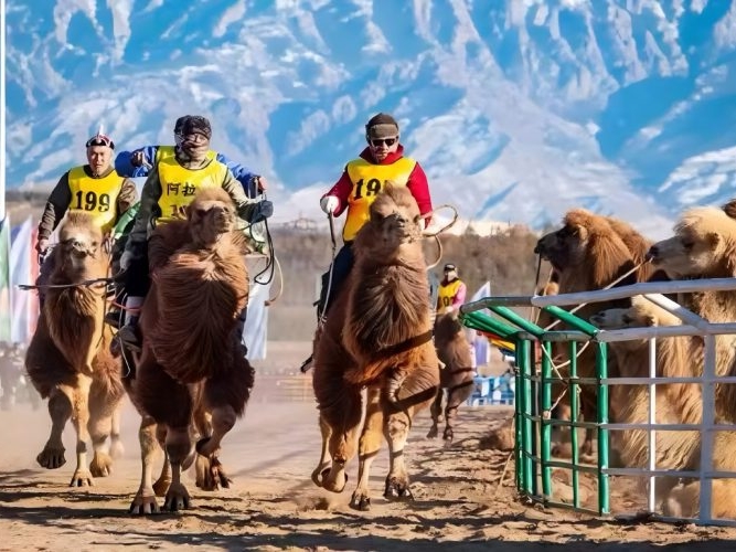 내몽골 알라산서 락타 슈퍼리그 열려