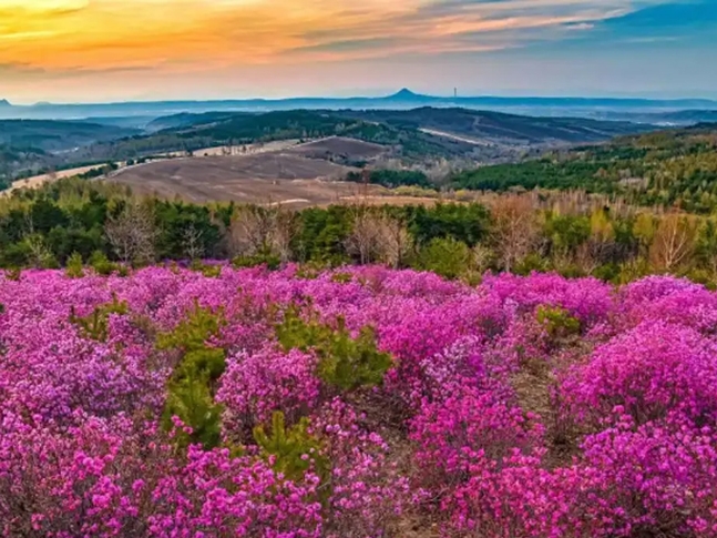 [산문] 아하, 고향 연변의 4월이여