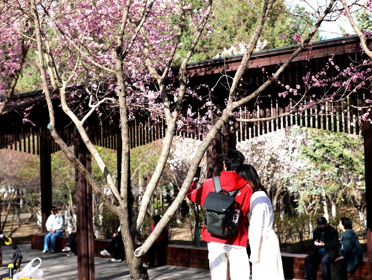 인생샷 보장! 지금 가기 좋은 벚꽃 명소