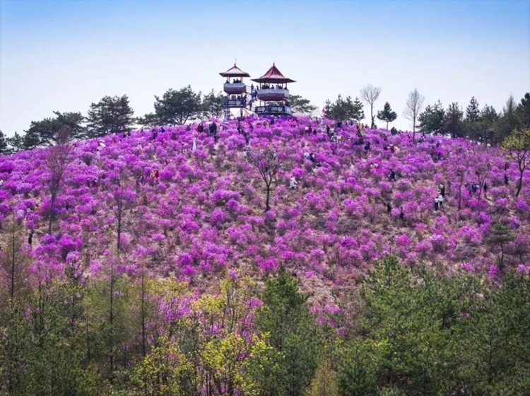 영산홍과 진달래, 그 속에 숨어있는 동일한 홍색정신